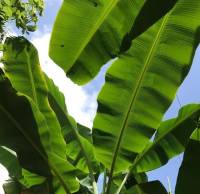 Banana leaves 