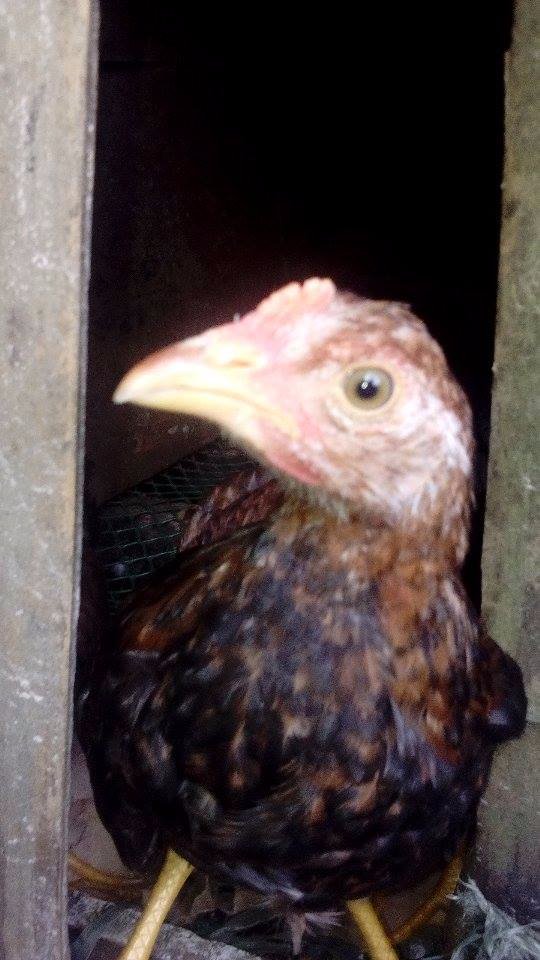 chicken