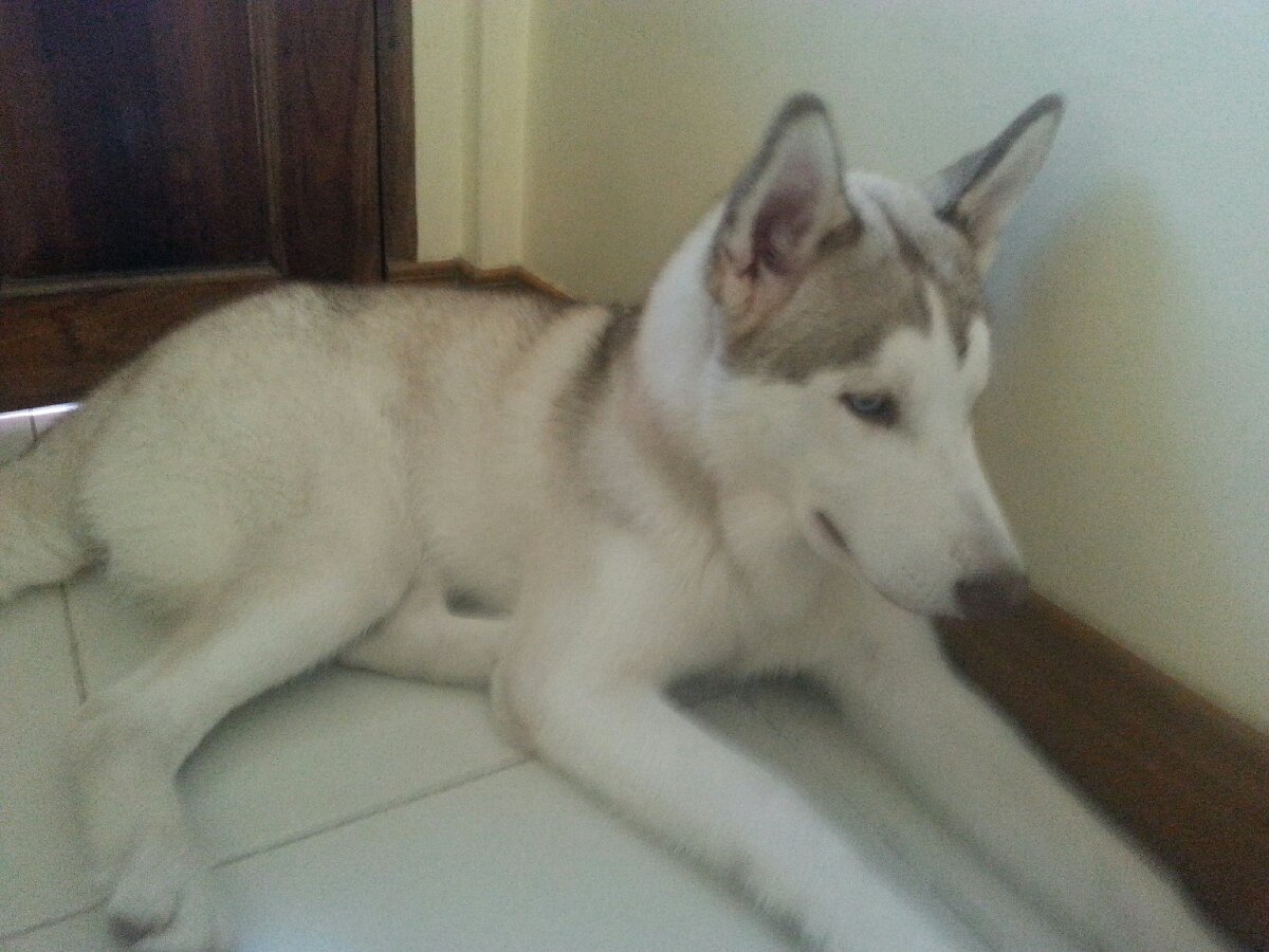 doggyyyy