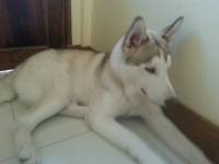 doggyyyy