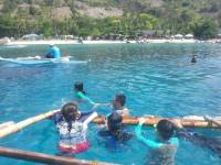 whale shark watching