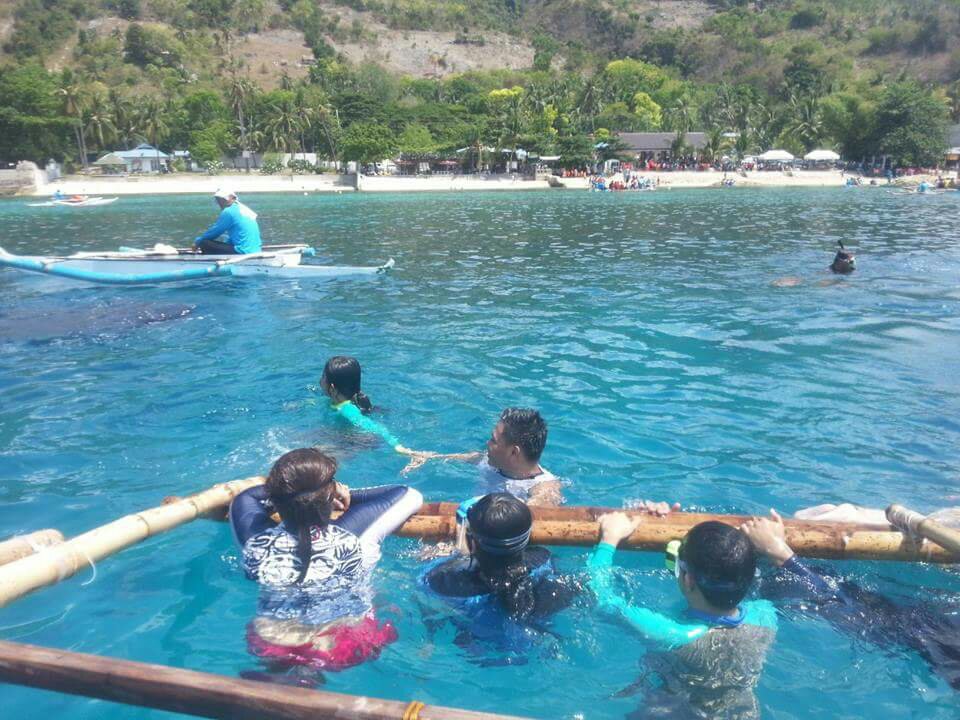 whale shark watching