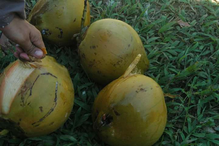 Coconut