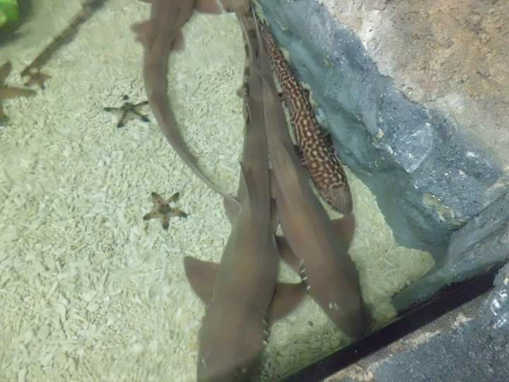 Coral Catshark, Manila Ocean Park, Manila, Philippines