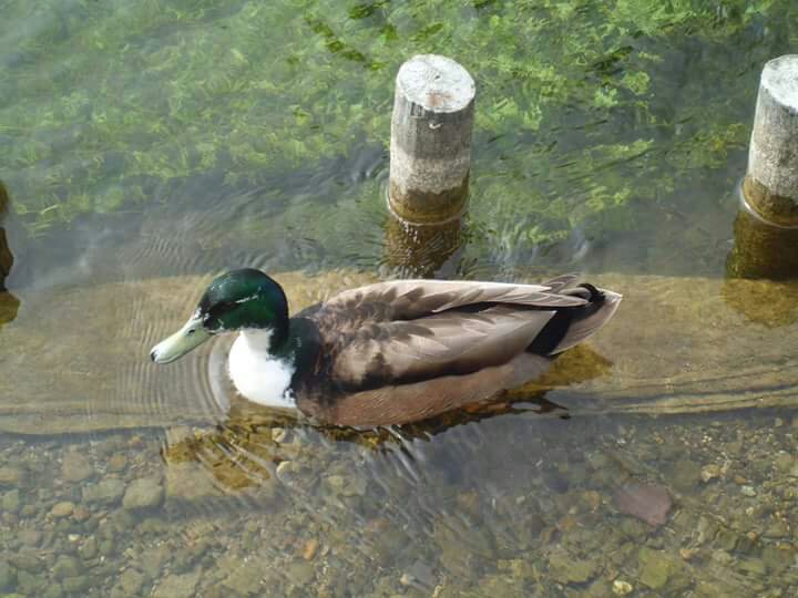 Crystal clear Lake, Hiya Ducky, Sleaford, Lincolnshire, England