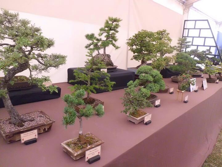 Japanese Bonsai, Heckington Show