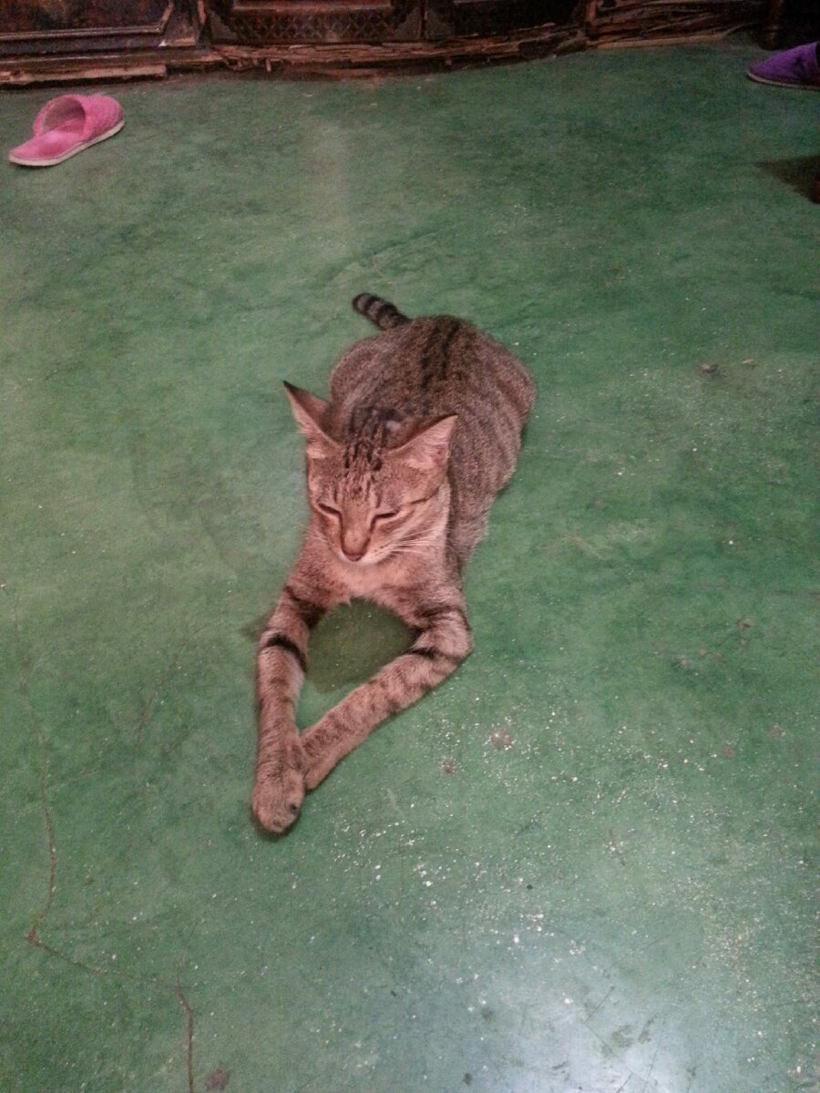 Shamimings pose, qa posing, tabby cat