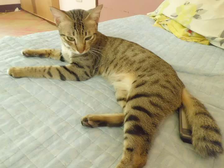 Shamomong, Tabby Cat