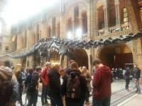 Diplodocus, plant eater dinosaur and it was the longest land animal, National History Museum London, UK