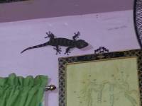 Gecko in the house again