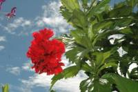 Red Gumamela Flower