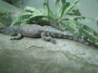 Philippine Crocodile