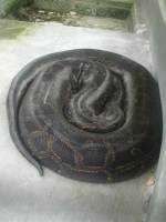 Big Python Sleeping
