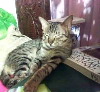 Shamimings pose, qa posing, tabby cat