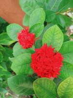 Red flower
