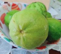 Freshly picked guavas