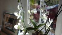 orchidsflower