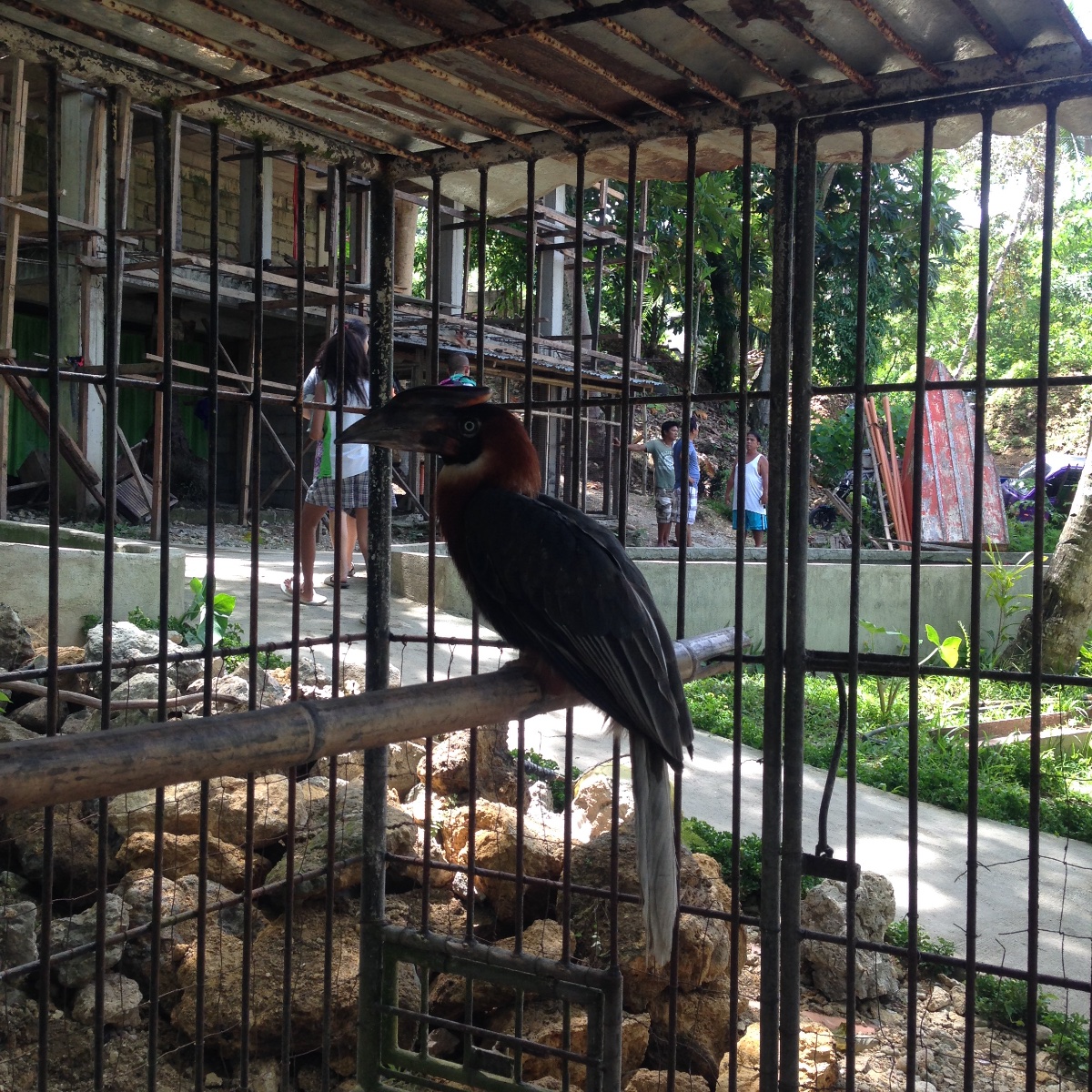 Bird, endangered specie, feather, 