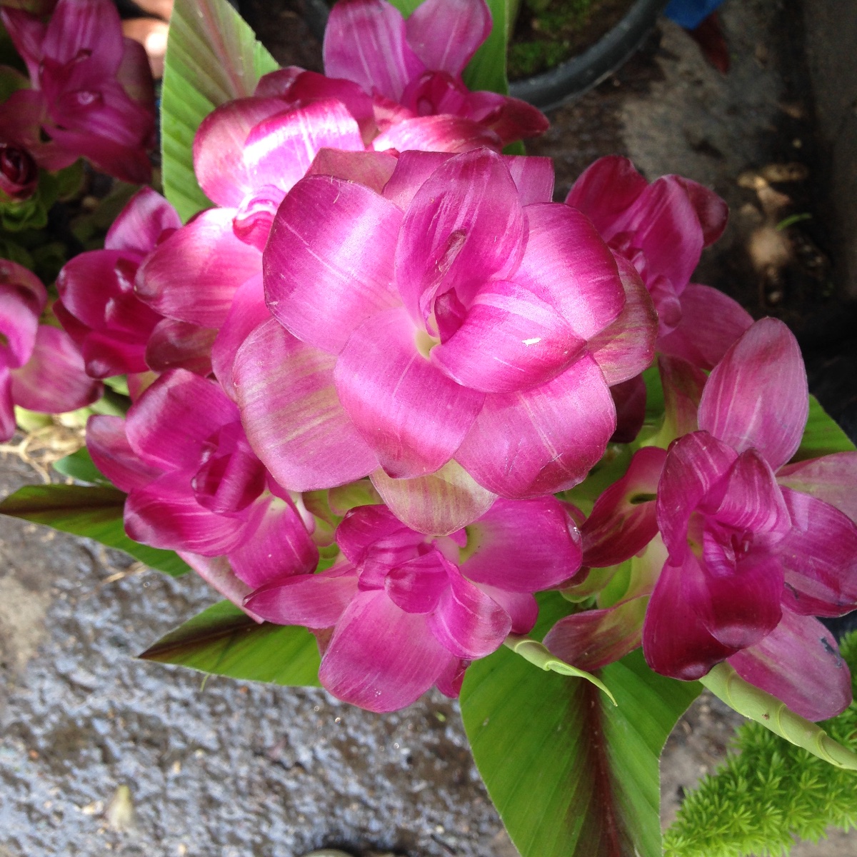 Flower, pink flower