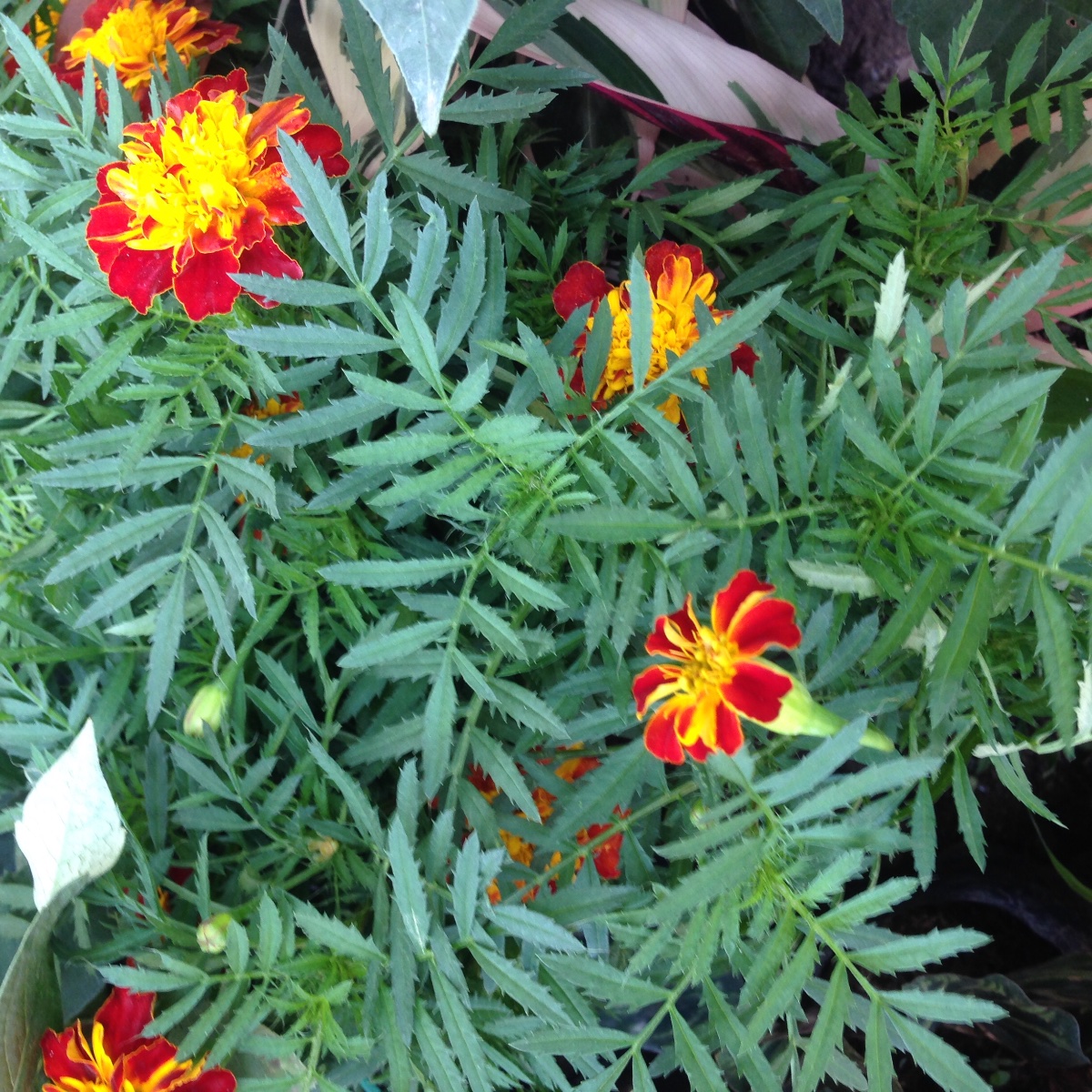 Flower, plants, colorful flower