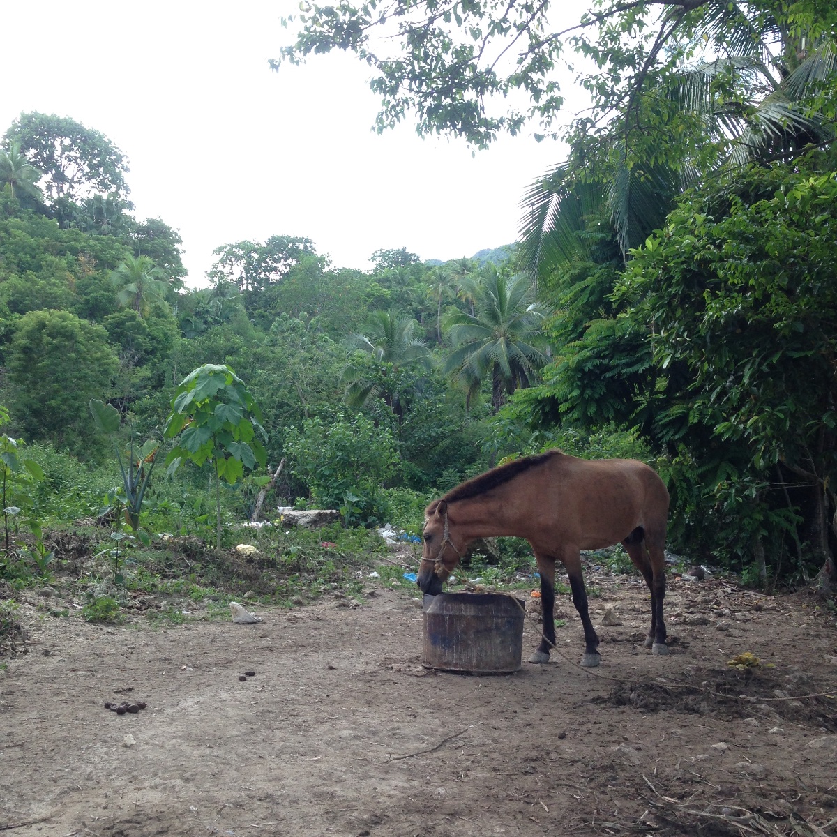 Horse, brown horse, animal