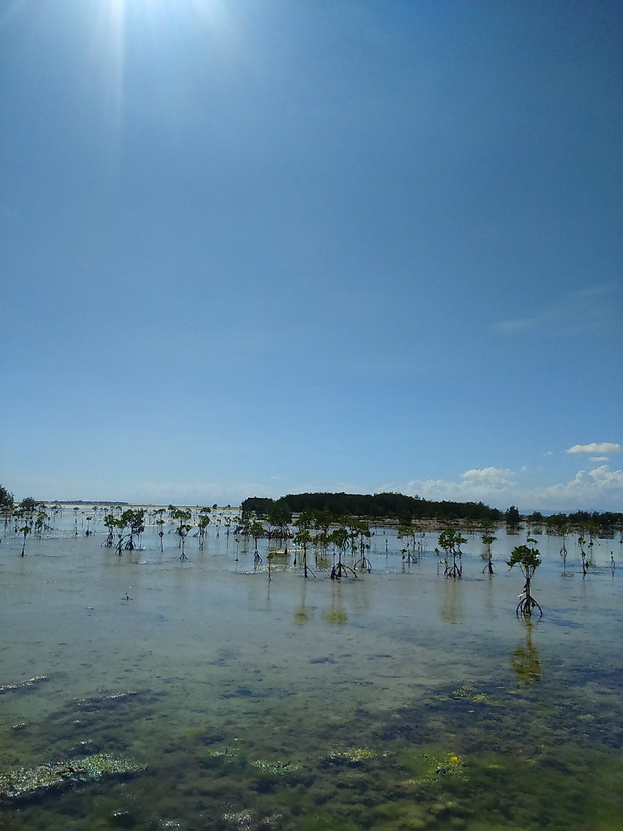 Mangrove Planting at Olango Island