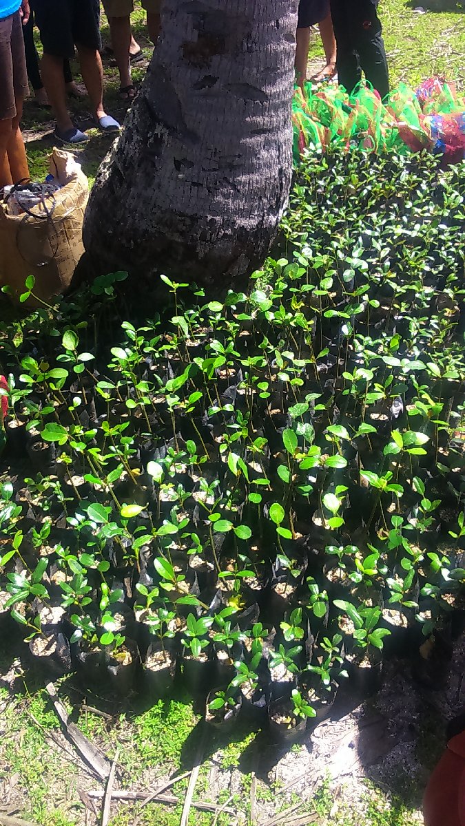 Mangrove Plants