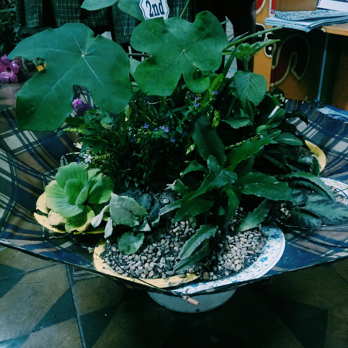 Mini Plant Arrangement 2nd place