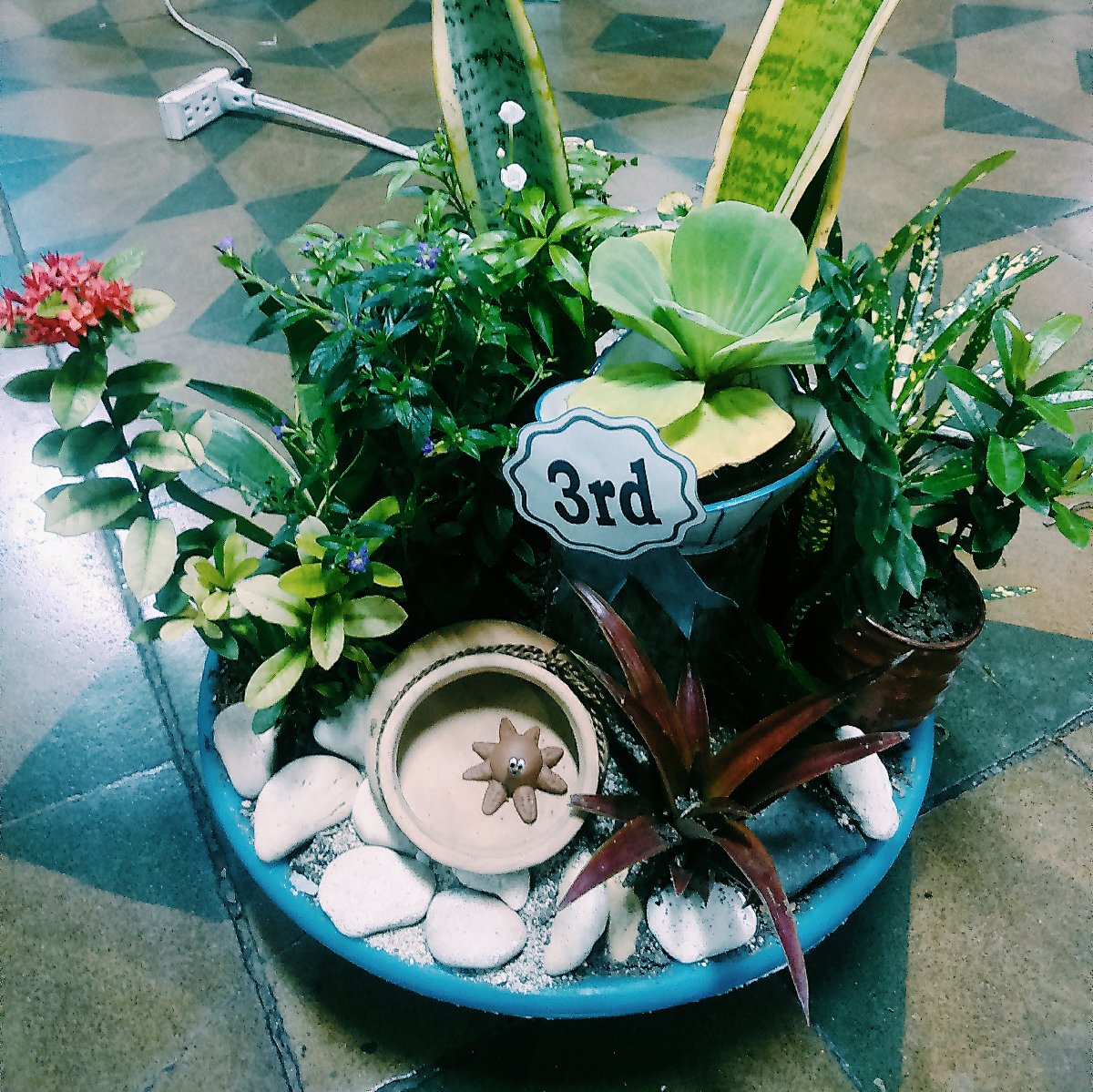 Mini Plant Arrangement 3rd place