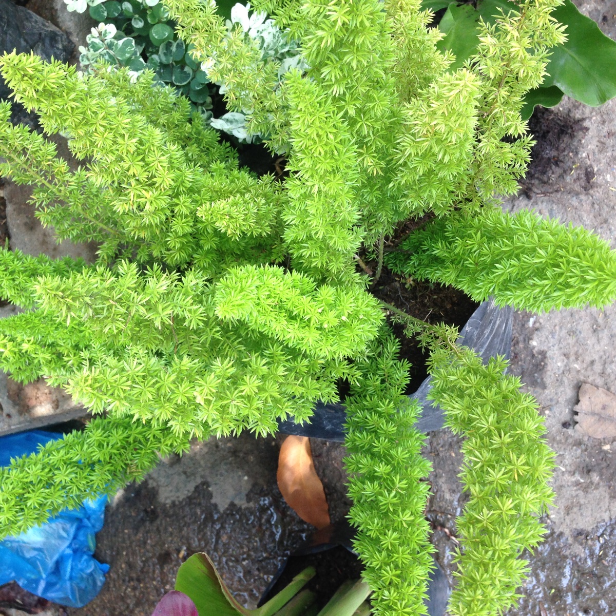 Plants