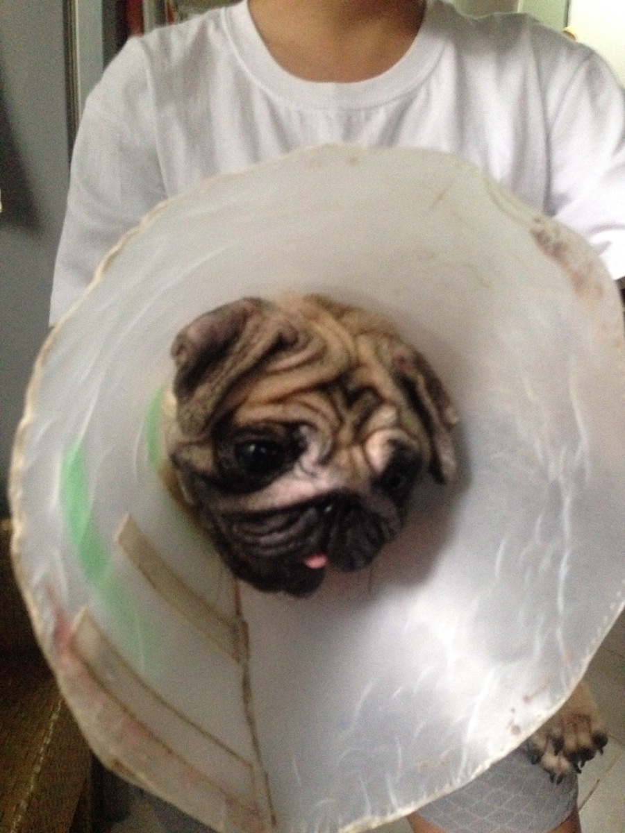 Pug, pug dog, puppy, creature