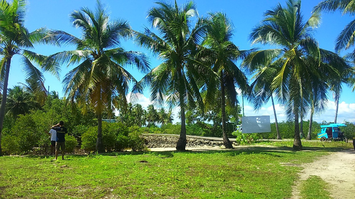 The beautiful coconut trees of Olango Island