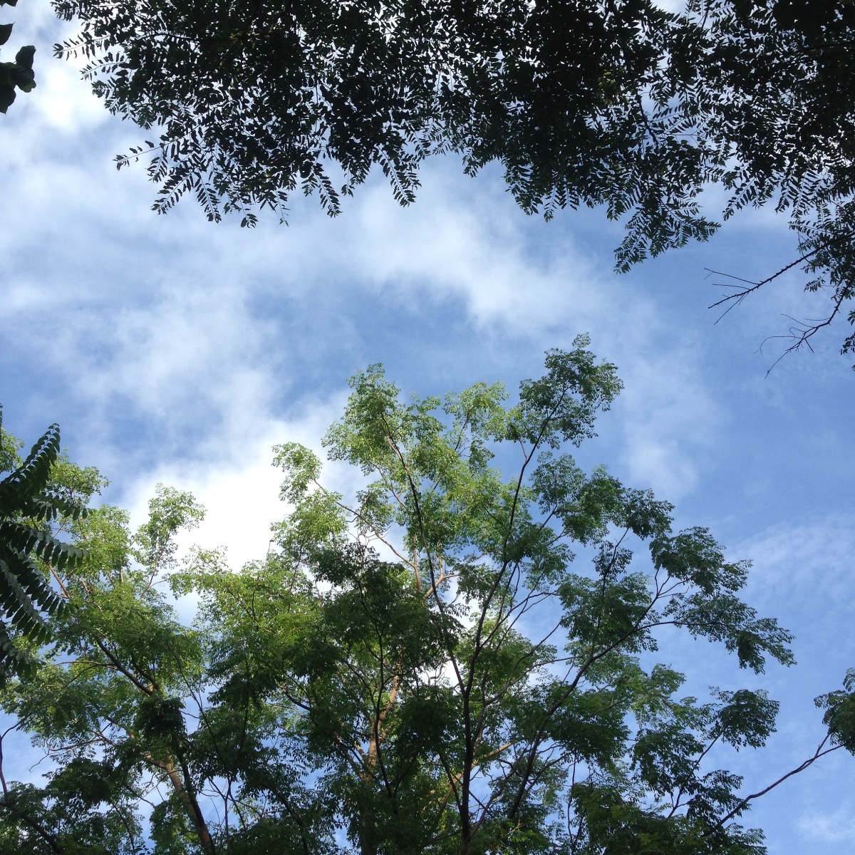 blue sky, trees, perfect combination, sky and trees