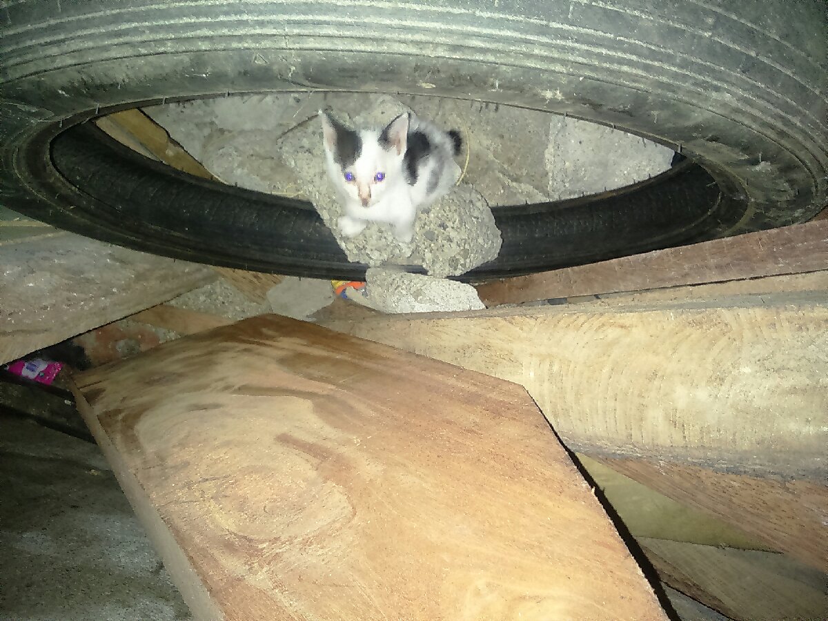 cute kitten