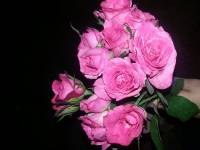 Flowers bouquet rose