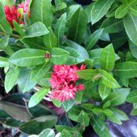 Flowers bouquet rose