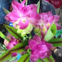 The beautiful coconut trees of Olango Island
