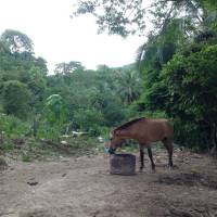 Horse, brown horse, animal
