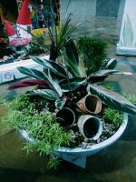 Mini Plant Arrangement 1st place