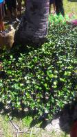 Mangrove Planting at Olango Island