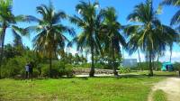 The beautiful coconut trees of Olango Island