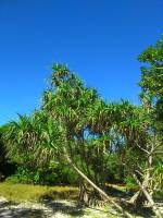 Green leaves, plants, trees
