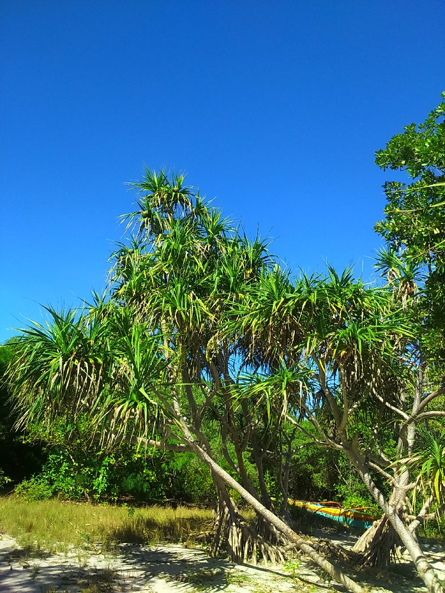#trees #OlangoaIsland