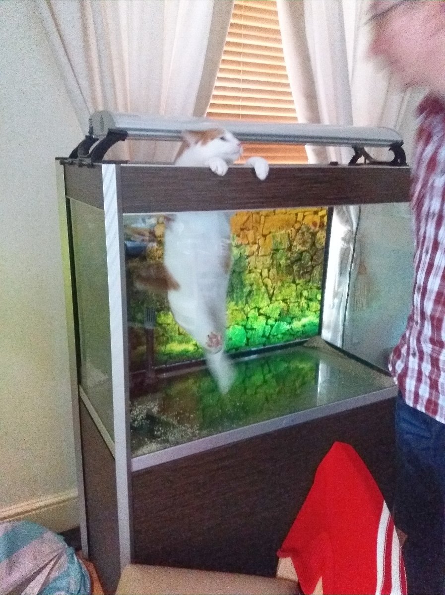 Cat, fish, tank