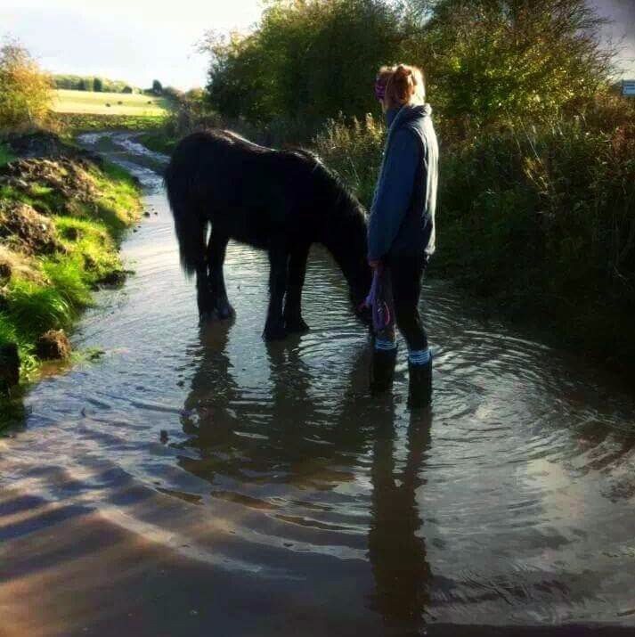 Pony, water, rain, farm, Horse, 
