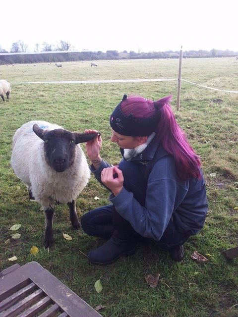 Sheep