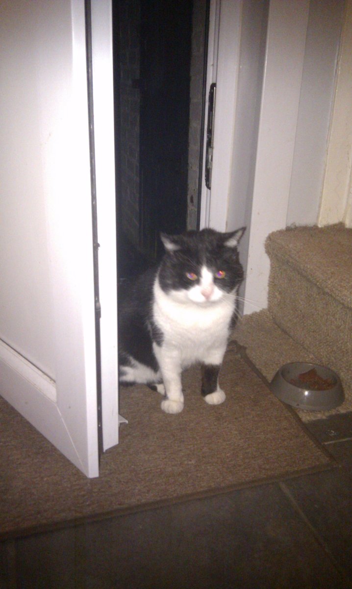 Stray cat