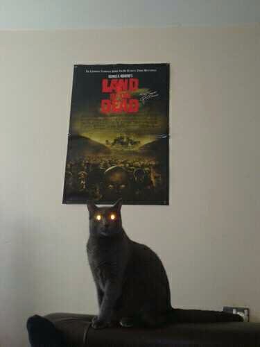 Zombie, cat, evil, 