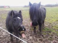 Pony, goal, mud, tongue, winter, funny