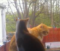 Cats